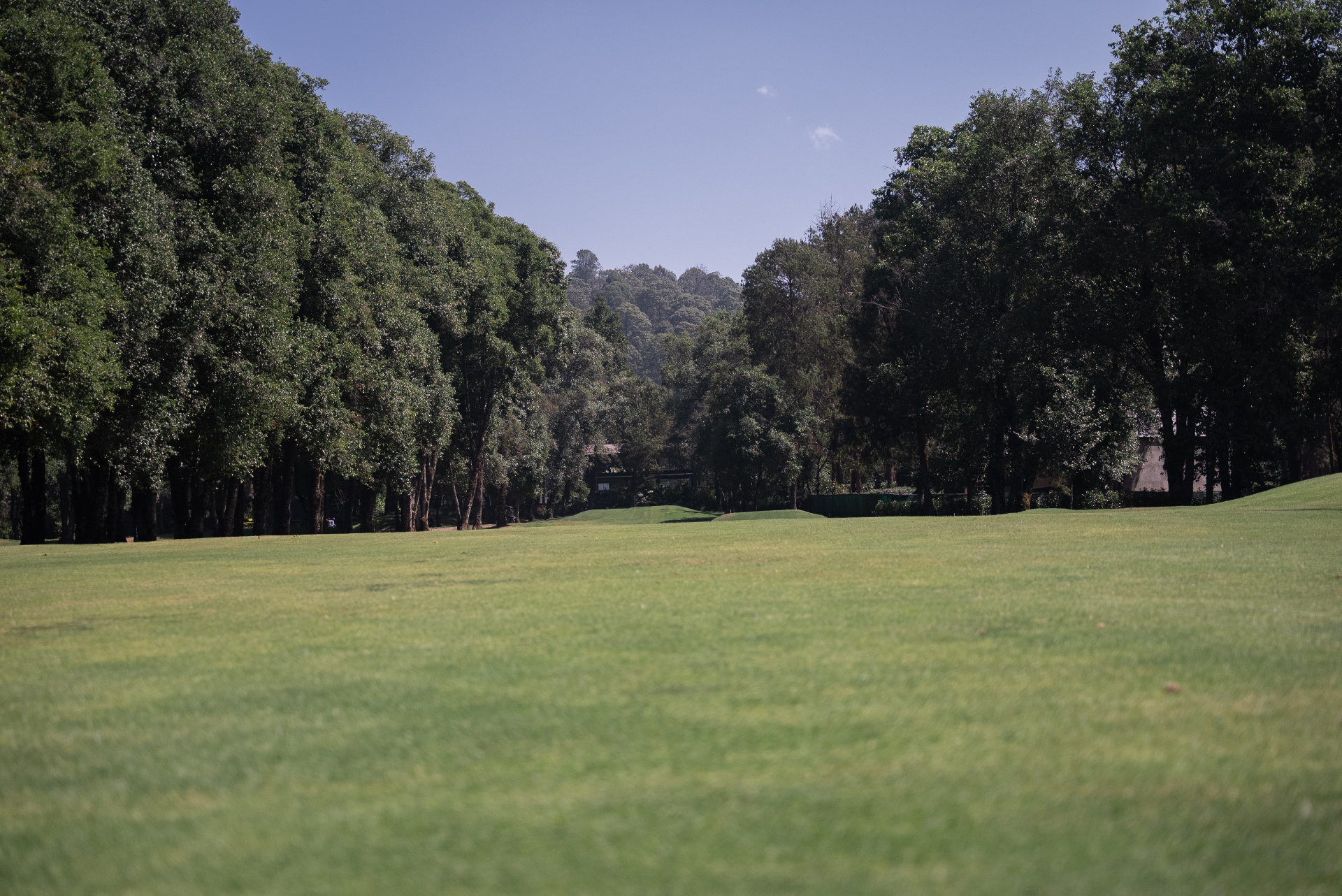 Bosque y naturaleza